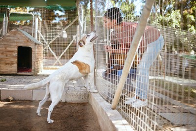 フェンス越しの犬と人