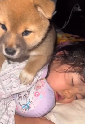アップの子犬