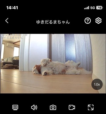 留守番中