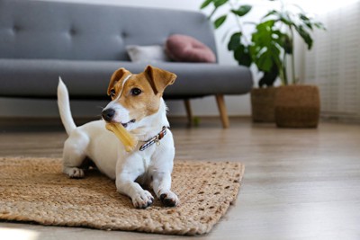 おやつをくわえた犬