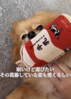 牛乳のおもちゃを咥えながらウトウトする犬