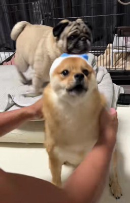 ワン！！