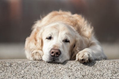 困ったような表情で座り込む犬