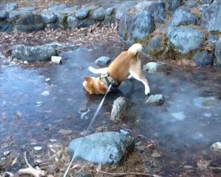 凍った