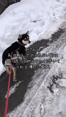 飼い主の方を見る犬