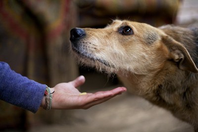 人の手と見上げる犬