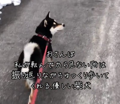 振り返りながら歩く犬の後ろ姿