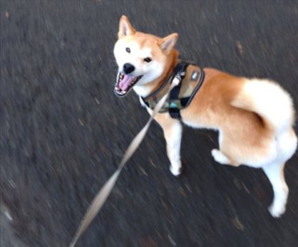 ニコニコ