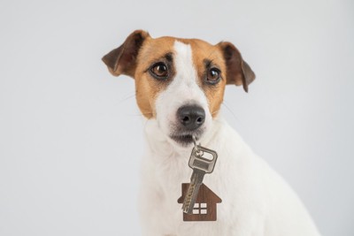 鍵をくわえた犬