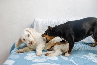 ベッドを使う犬に怒る犬
