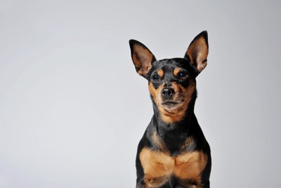 ミニチュア・ピンシャー