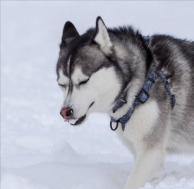 雪