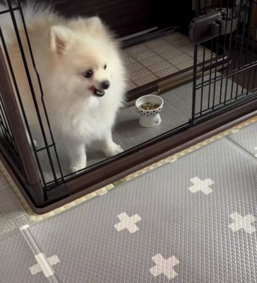 睨みつける犬