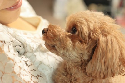 飼い主と犬が見つめ合う様子