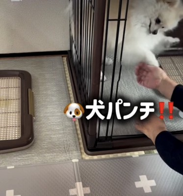 犬パンチ
