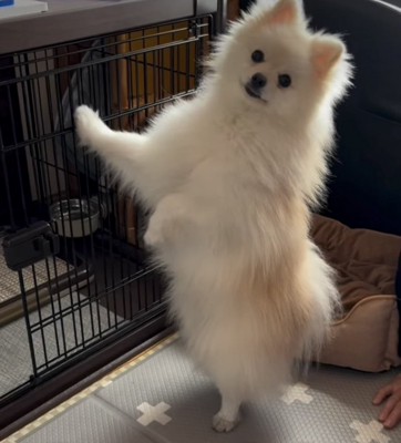立ち上がる犬