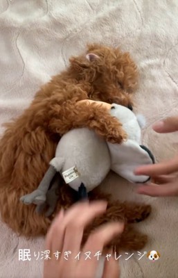 ぬいぐるみを抱えて眠るシャルマンくん