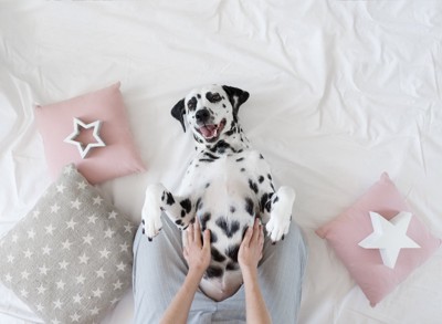 ベッドの上で仰向けになる犬