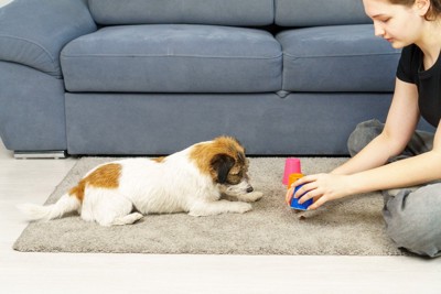 コップにおやつを隠す女性と見つめる犬