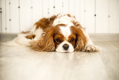 元気なくうつ伏せになる犬