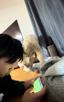 タオルをくわえるはうるくん