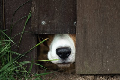 塀の隙間から鼻先を出す犬