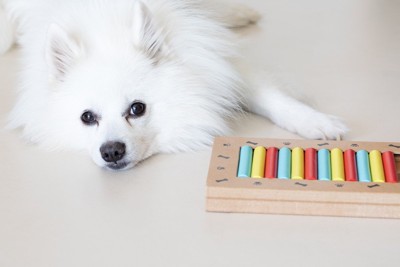 おもちゃの横で寝そべる犬