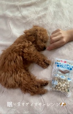 おやつを近づける飼い主さん