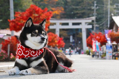 鳥居の前で伏せる黒柴