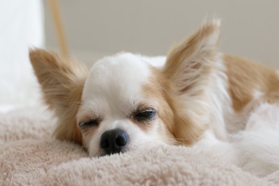 気持ちよさそうにうたた寝する犬