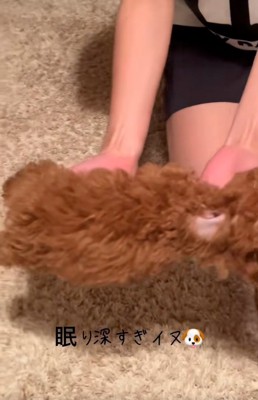 抱えられて移動するシャルマンくん2