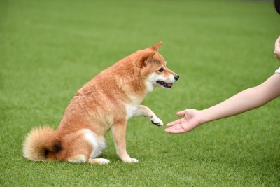 飼い主が優しく犬の前足に手を伸ばしている写真