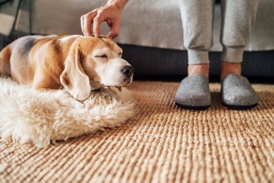 足元の犬を撫でる手