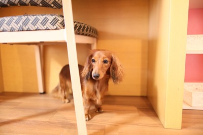 隠れながら見つめてくる犬