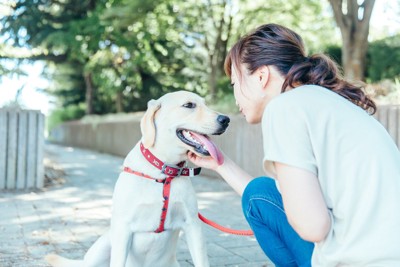犬に優しく話しかける女性