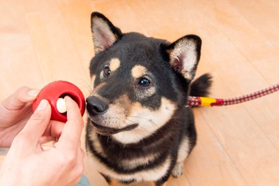 おもちゃに興味津々の犬