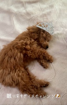 ティアラを乗せられて眠るシャルマンくん