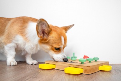 パズルで遊ぶ犬