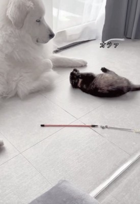 お腹丸見え！