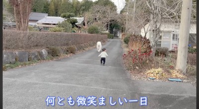 サモエドに歩みよっていく男の子
