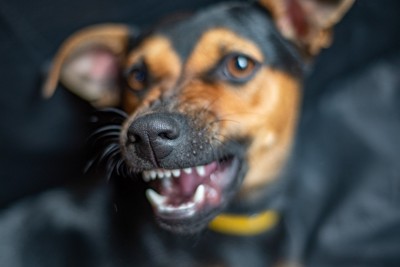 唸る黒茶の犬