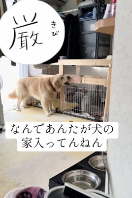 ガジガジ