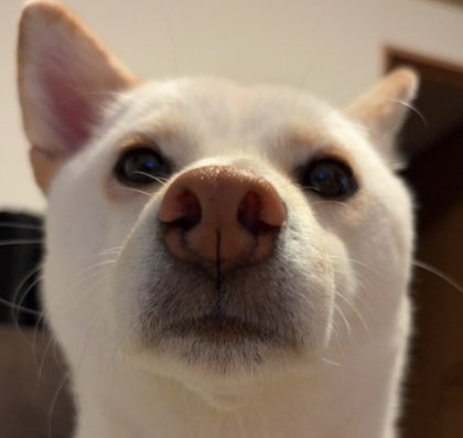 飼い主さん