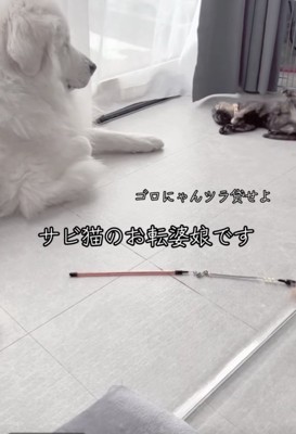 ごろりんっ