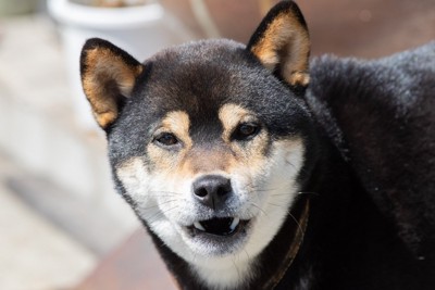 小さく口をあけた黒柴