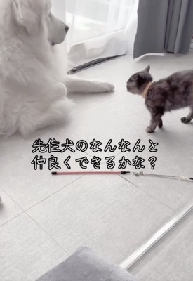 特大の器