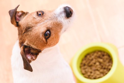 ドッグフードを食べない犬