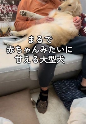 甘えん坊のぽむちゃん