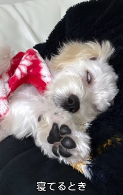 熟睡する子犬
