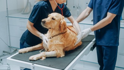 診察台で診察される犬